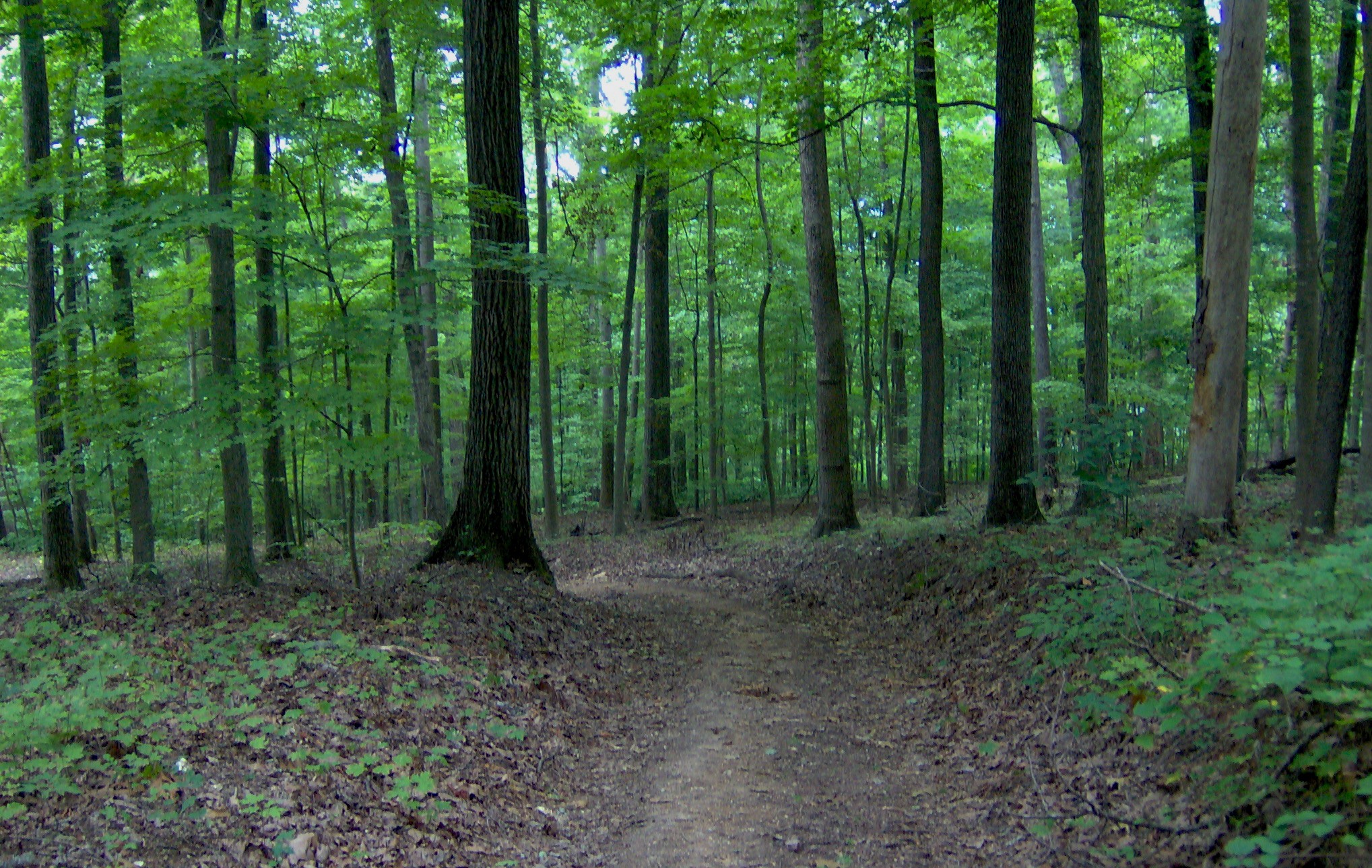 theme forest templates
